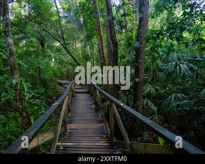 Forêt tropicale dans le parc national Tayrona en Colombie. Banque D'Images