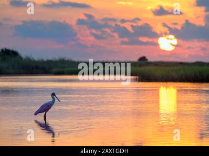 Bec de cuillère rosé (Platalea ajaja) au lever du soleil dans les eaux peu profondes du lagon dans les zones humides côtières, Galveston, Texas, États-Unis. Banque D'Images