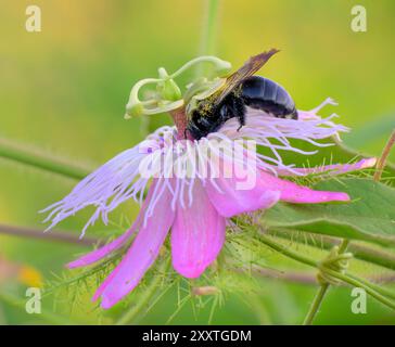 Abeille charpentier méridional (Xylocopa micans) femelle se nourrissant de la passiflore scarabée (Passiflora foetida var. Lanuginosa), Galveston, Texas, États-Unis Banque D'Images