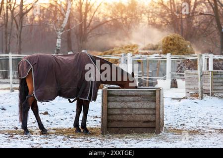 Vue panoramique un cheval dans des tapis de couverture mange sur la neige hiver froid paddock sur la cour de ferme contre la vapeur tas de paille de fumier le soir chaud de coucher de soleil. Scène Banque D'Images