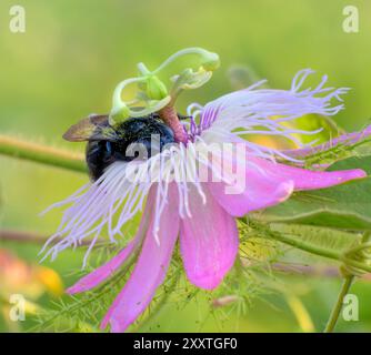 Abeille charpentier méridional (Xylocopa micans) femelle se nourrissant de la passiflore scarabée (Passiflora foetida var. Lanuginosa), Galveston, Texas, États-Unis Banque D'Images