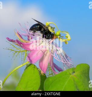 Abeille charpentier méridional (Xylocopa micans) femelle se nourrissant de la passiflore scarabée (Passiflora foetida var. Lanuginosa), Galveston, Texas, États-Unis Banque D'Images