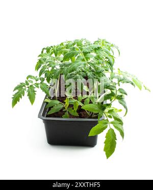 Plants de tomates dans un pot en plastique isolé sur fond blanc Banque D'Images