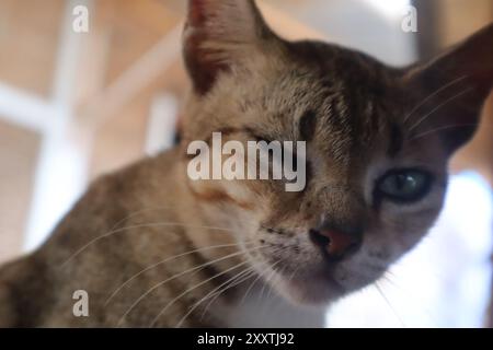 Chat curieux regardant la caméra, chat animal vivant à la maison Banque D'Images