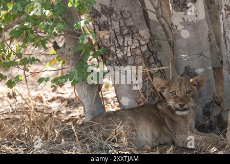 Petit Lion Cub reposant à l'ombre d'un arbre feuillu et hurlant comme avertissement Banque D'Images