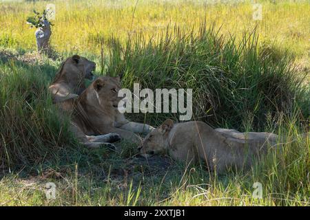 Fierté des lionnes adultes se reposant dans la longue herbe verte luxuriante dans une zone généralement aride se reposer pour la journée tout en gardant un œil sur leurs oursons à proximité Banque D'Images