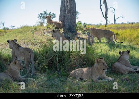 Fierté du lion composée de petits et de mères plus âgés traînant sous un arbre dans l'herbe verte Banque D'Images