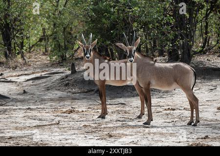 Deux Roan Antelope (mâle et femelle) debout ensemble nous observant avant de nous précipiter Banque D'Images