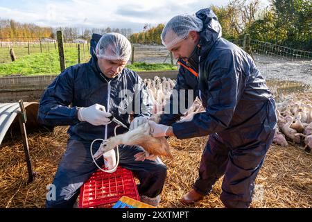 Plan de vaccination des canards contre la grippe aviaire en enclos extérieurs, première injection sur canards mulard pour l'engraissement et production de foie gras. Vétérinaire et ferme Banque D'Images