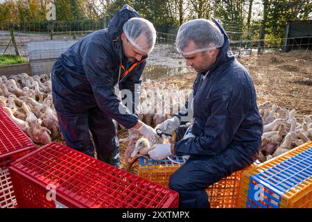 Plan de vaccination des canards contre la grippe aviaire en enclos extérieurs, première injection sur canards mulard pour l'engraissement et production de foie gras. Vétérinaire et ferme Banque D'Images