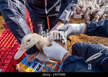 Plan de vaccination des canards contre la grippe aviaire en enclos extérieurs, première injection sur canards mulard pour l'engraissement et production de foie gras. Vétérinaire et ferme Banque D'Images