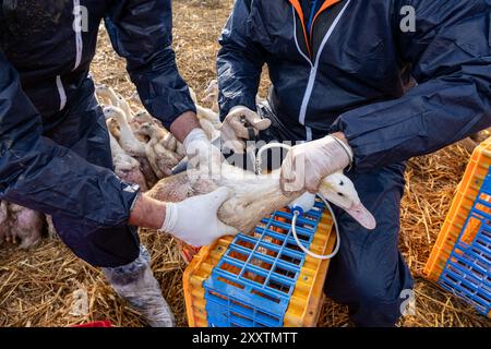 Plan de vaccination des canards contre la grippe aviaire en enclos extérieurs, première injection sur canards mulard pour l'engraissement et production de foie gras. Vétérinaire et ferme Banque D'Images