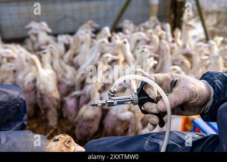 Plan de vaccination des canards contre la grippe aviaire en enclos extérieurs, première injection sur canards mulard pour l'engraissement et production de foie gras. Vétérinaire et ferme Banque D'Images