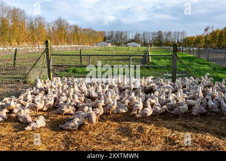 Élevage de canards mulards pour l'engraissement et la production de foie gras dans des enclos extérieurs. Les canards avant la campagne de vaccination contre la grippe aviaire en enclos extérieurs Banque D'Images