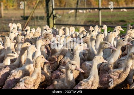 Élevage de canards mulards pour l'engraissement et la production de foie gras dans des enclos extérieurs. Les canards avant la campagne de vaccination contre la grippe aviaire en enclos extérieurs Banque D'Images