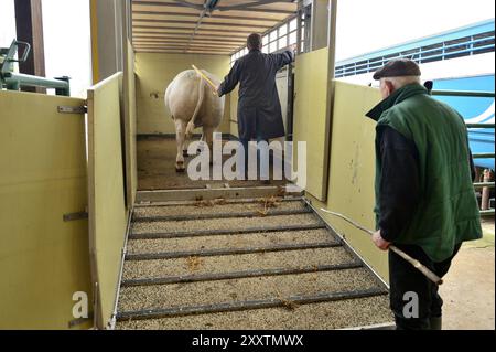 Transport de bovins pour un concours de boucherie à Forges-les-eaux : chargement de bovins sur un camion de transport d'animaux Banque D'Images