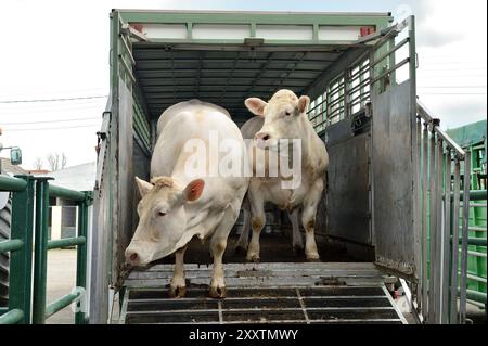 Transport de bovins pour un concours de boucherie à Forges-les-eaux : bovins quittant un camion de transport d'animaux Banque D'Images