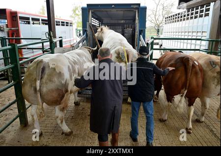 Transport de bovins pour un concours de boucherie à Forges-les-eaux : chargement de bovins sur un camion de transport d'animaux Banque D'Images