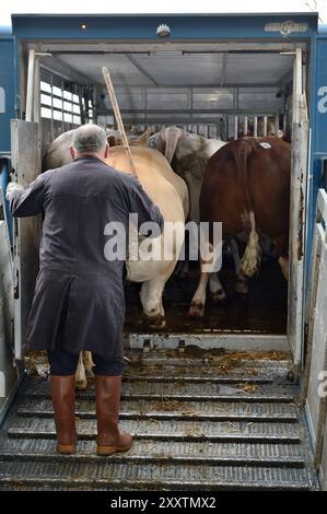 Transport de bovins pour un concours de boucherie à Forges-les-eaux : chargement de bovins sur un camion de transport d'animaux Banque D'Images