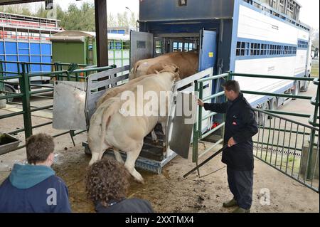 Transport de bovins pour un concours de boucherie à Forges-les-eaux : chargement de bovins dans un camion de transport d'animaux à deux étages Banque D'Images