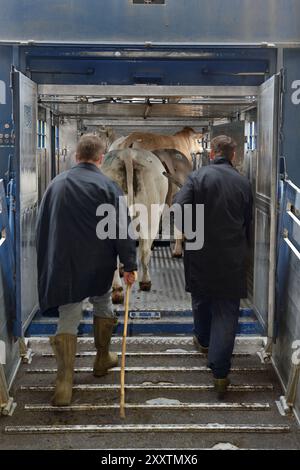 Transport de bovins pour un concours de boucherie à Forges-les-eaux : chargement de bovins dans un camion de transport d'animaux à deux étages Banque D'Images