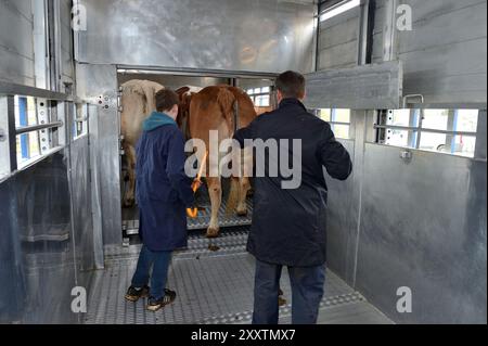 Transport de bovins pour un concours de boucherie à Forges-les-eaux : chargement de bovins dans un camion de transport d'animaux à deux étages Banque D'Images