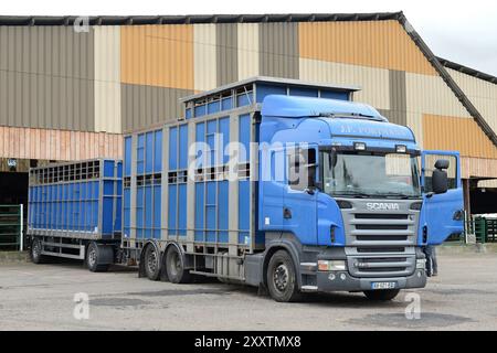 Transport de bovins pour un concours de boucherie à Forges-les-eaux : chargement de bovins sur un camion de transport d'animaux. Ani à deux étages Banque D'Images