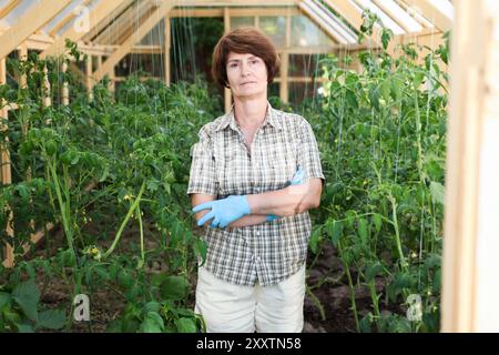 Une femme âgée algue des lits de tomates dans une serre Banque D'Images