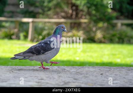 Pigeon debout sur le sol dans le jardin, gros plan Banque D'Images