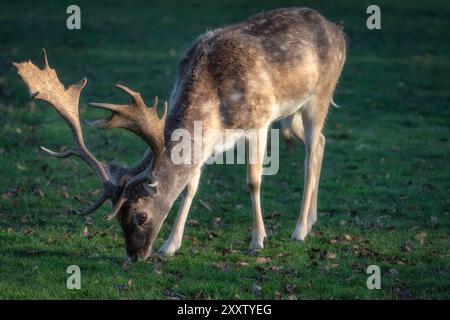 Jeune cerf en jachère avec des bois regardant sur un champ vert à Pheonix Park, Dublin, Irlande Banque D'Images