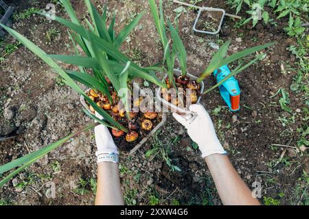 mains tenant des bulbes de gladiolus germés avant la plantation Banque D'Images