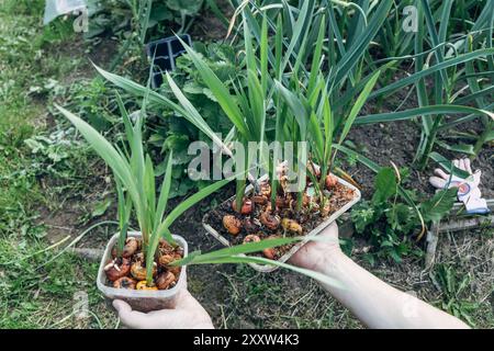 mains tenant des bulbes de gladiolus germés avant la plantation Banque D'Images