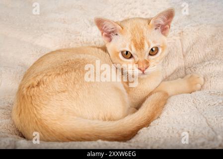 Chaton birman rouge repose sur une couverture douce. Le chat se repose sur la couverture. Banque D'Images