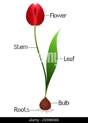 Illustration montrant des parties d'une plante de tulipe. Illustration de Vecteur