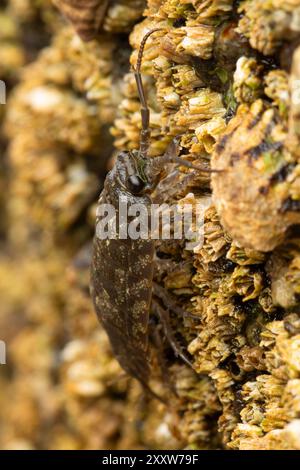 Rock Louse (Ligia pallasii), Roads End State Park, Oregon Banque D'Images