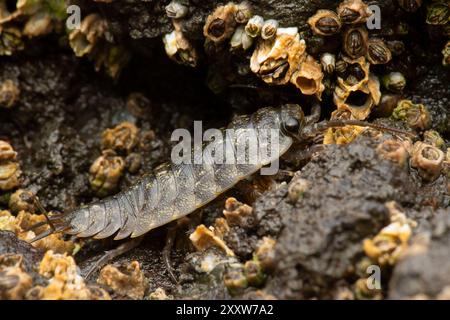 Rock Louse (Ligia pallasii), Roads End State Park, Oregon Banque D'Images