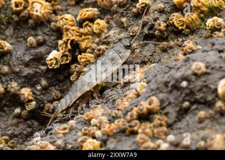 Rock Louse (Ligia pallasii), Roads End State Park, Oregon Banque D'Images