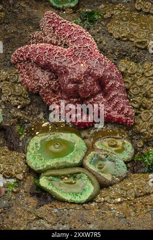 Étoile de mer ocre (Pisaster ochraceous) avec anémone verte géante (Anthopleura xanthogrammica), Roads End State Park, Oregon Banque D'Images