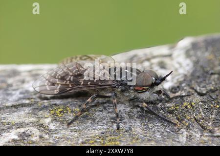 Cleg à cornes entaillées - Haematopota pluvialis Banque D'Images