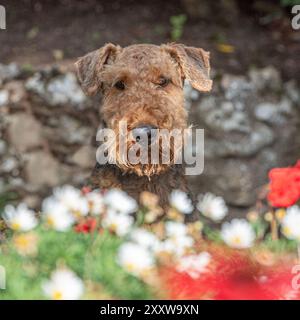 airedale terrier dans le jardin, en été Banque D'Images