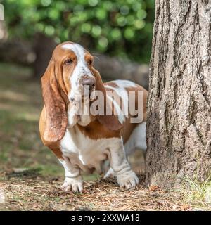 basset hound près d'un arbre dans le jardin Banque D'Images