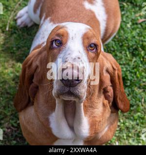 basset hound regardant la caméra Banque D'Images