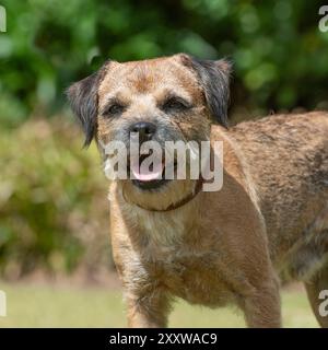 Chien Border Terrier avec un visage heureux Banque D'Images