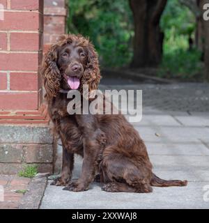 chien de spaniel anglais cocker travaillant au chocolat dans le jardin Banque D'Images