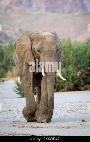 Éléphant adapté au désert (Loxodonta africana) en Namibie, Afrique Banque D'Images