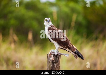 Osprey est assis sur un poteau avec un poisson dans le parc Fort DeSoto à Petersburg, Floride Banque D'Images