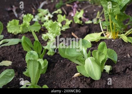 Jeunes plants de laitue fraîchement plantés dans la parcelle de légumes avec un sol sombre dans le potager, de la nourriture cultivée sur place, un foyer sélectionné, une profondeur étroite de fiel Banque D'Images