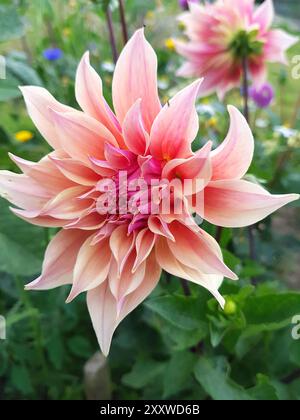 Une grande fleur de dahlia rose en pleine floraison poussant sur un lotissement. Banque D'Images