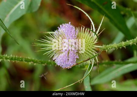 Teasel Dipsacus fullonum, de minuscules bouquets violets forment une grande tête épinglée en forme d'oeuf feuilles épineuses forment une tasse à la base qui peut piéger les tiges d'eau épineuses Banque D'Images