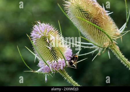 Teasel Dipsacus fullonum, de minuscules bouquets violets forment une grande tête épinglée en forme d'oeuf feuilles épineuses forment une tasse à la base qui peut piéger les tiges d'eau épineuses Banque D'Images